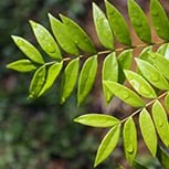 AlphaFuel Pro Ingredients