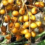 AlphaFuel Pro Ingredients